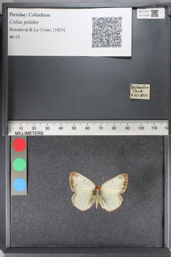 Media type: image;   Entomology 119599